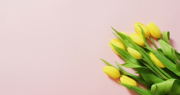 Image Yellow Tulips Copy Space Pink Background Mothers Day Nature — Stock Video