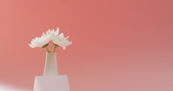 Video White Flowers Vase Card Copy Space Pink Background Mothers — Αρχείο Βίντεο