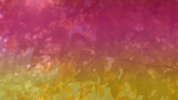 Animation Colorful Light Forest Leaves Abstract Background Color Nature Concept — Wideo stockowe
