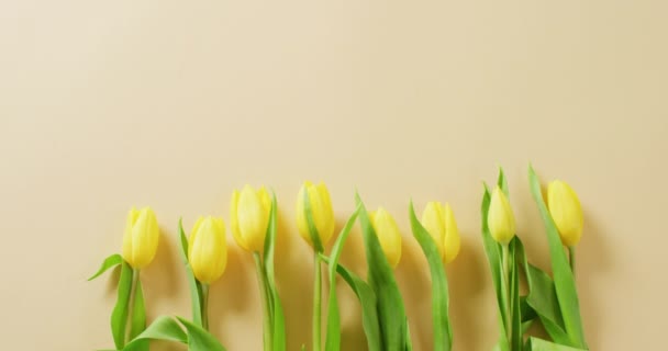 Video Yellow Tulips Copy Space Yellow Background Mothers Day Nature — Video