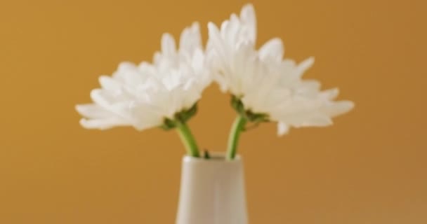 黄色の背景にコピースペースの花瓶の白い花のビデオ 母の日 自然と春のコンセプト — ストック動画