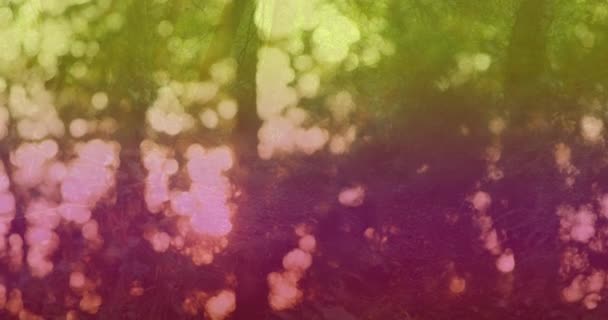 Анімація Барвистого Світла Боке Над Лісом Абстрактний Фон Колір Концепція — стокове відео