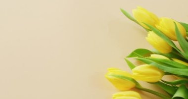 Video of yellow tulips with copy space on yellow background. Mothers day, nature and spring concept.