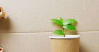 Close up of paper trash and cup with plant on cardboard background, with copy space. Global recycling, ecology and nature concept.