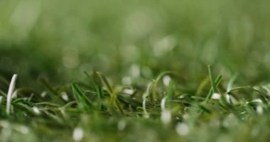 Close up of golf balls on grass, copy space, slow motion. Golf, sport and hobby concept.