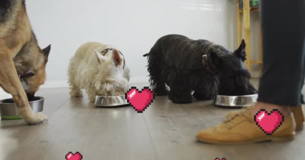 Evcil Köpeğin Yemek Yediği Kırmızı Kalp Ikonlarının Animasyonu Ulusal Aşk — Stok video