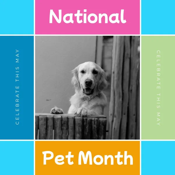 Samenstelling Van Nationale Huisdier Maand Tekst Huisdier Hond Kleurrijke Achtergrond — Stockfoto