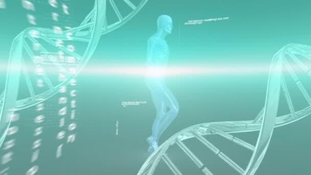 回転するDna構造 データ処理 人体モデルに対する青い光道のアニメーション 医学研究科学技術概念 — ストック動画