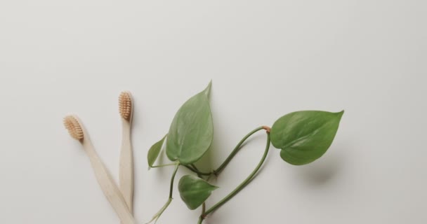 コピースペースと白い背景に2本の歯ブラシと植物を閉じます プラスチックフリー美しさとエコパッケージコンセプト — ストック動画
