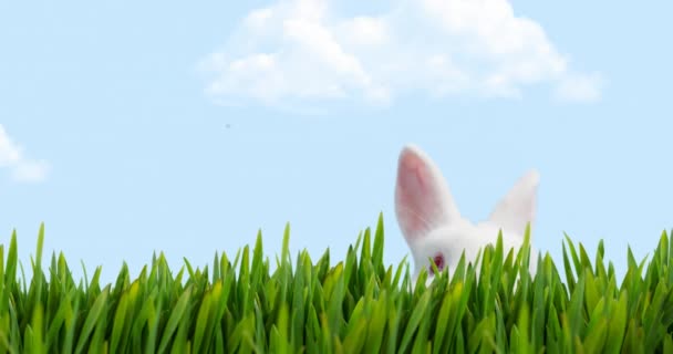 幸せなイースター 白いウサギと草のアニメーション イースター 伝統とお祝いの概念デジタルで生成されたビデオ — ストック動画