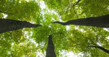 Yaprakların, su damlalarının ve hareket eden ağaç dokularının animasyonu. Soyut arkaplan, doğa ve şablon kavramı dijital olarak oluşturulmuş video.