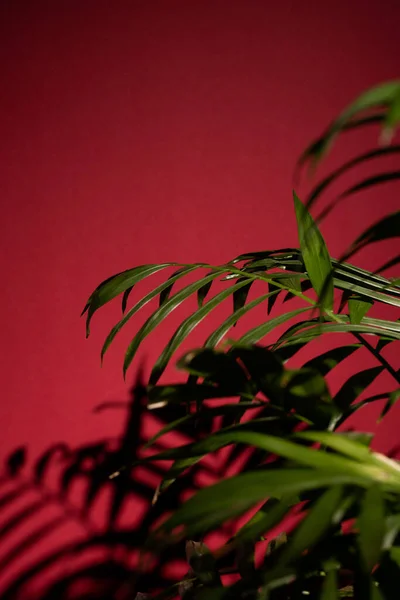 Κοντινό Πλάνο Του Φυτού Πράσινα Φύλλα Και Σκιά Κόκκινο Φόντο — Φωτογραφία Αρχείου
