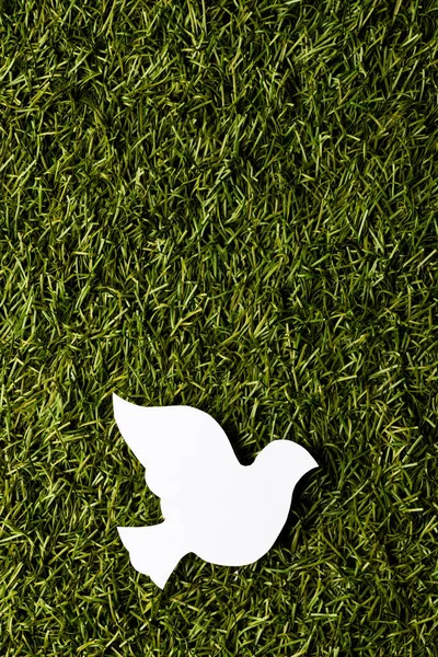 Zbliżenie Białego Gołębia Przestrzenią Kopiowania Tle Trawy Koncepcja Ruchu Pokojowego — Zdjęcie stockowe