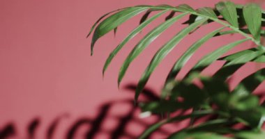 Pembe arkaplandaki yeşil yaprakları yavaş çekimde kopyala. Doku, doğa ve şablon.