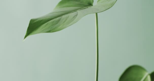 Крупним Планом Зелений Лист Білому Тлі Копіювальним Простором Повільному Русі — стокове відео