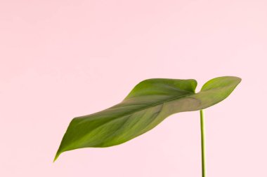 Pembe arkaplandaki yeşil yaprağın fotokopi alanını kapat. Renk, doğa ve doku.