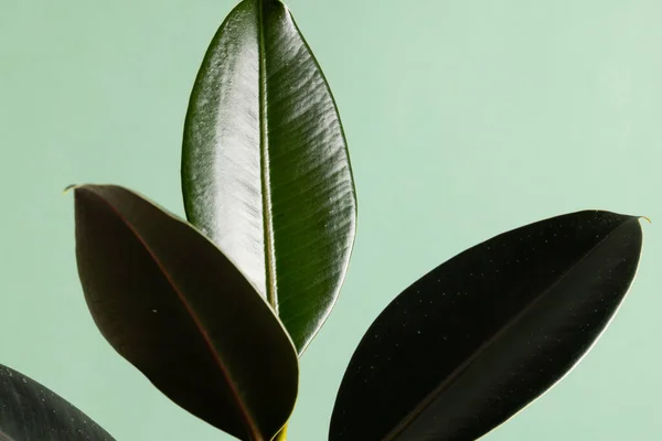 Yeşil Arka Planda Büyük Yeşil Yaprakları Olan Bitkileri Kapatın Renk — Stok fotoğraf