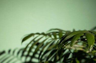 Yeşil yapraklı bitkiyi kapat ve yeşil arkaplanda fotokopi alanı olan gölgeyi. Renk, doğa ve doku.