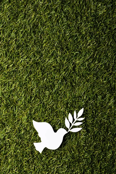 Zamknij Białą Gołębicę Liściem Skopiuj Miejsce Tle Trawy Koncepcja Ruchu — Zdjęcie stockowe