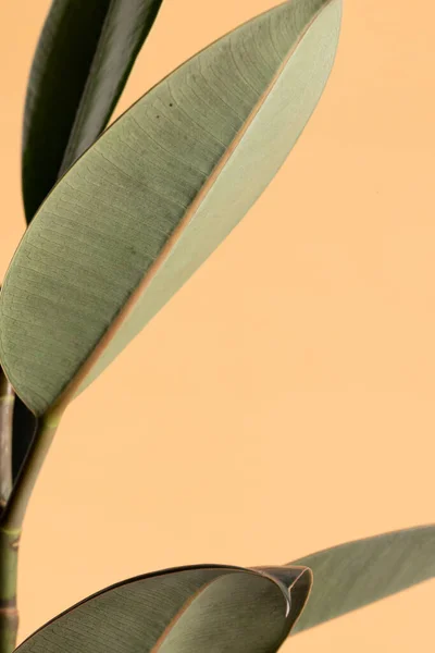 Κοντινό Πλάνο Του Φυτού Μεγάλα Πράσινα Φύλλα Πορτοκαλί Φόντο Χώρο — Φωτογραφία Αρχείου