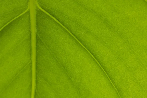 Feche Acima Folha Verde Com Veias Midrib Espaço Cópia Cor — Fotografia de Stock