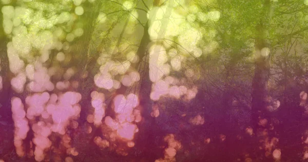 Fényfoltok Összetétele Erdő Felett Lomblevelű Fákkal Természet Harmónia Koncepció Digitálisan — Stock Fotó