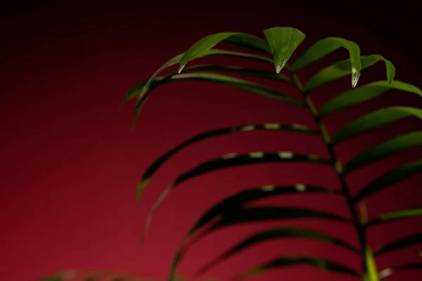 在红色背景上的绿色叶子与复制空间紧密相连的植物 性质和质地 — 图库照片