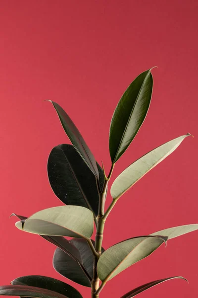 Κοντινό Πλάνο Του Φυτού Μεγάλα Πράσινα Φύλλα Κόκκινο Φόντο Χώρο — Φωτογραφία Αρχείου