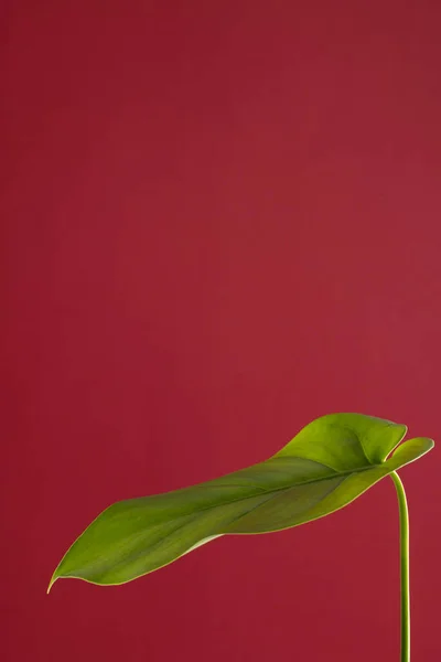 Κοντινό Πλάνο Του Πράσινου Φύλλου Κόκκινο Φόντο Χώρο Αντίγραφο Χρώμα — Φωτογραφία Αρχείου