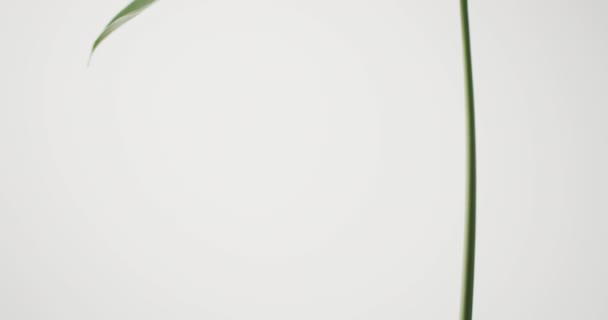 在白色背景上用慢动作的复制空间关闭绿叶 性质和模式 — 图库视频影像