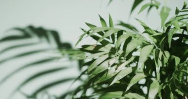 Beyaz arkaplandaki yeşil yaprakları yavaş çekimde kopyala. Doku, doğa ve şablon.