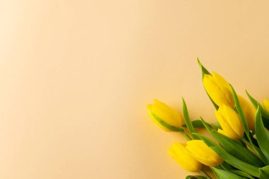 Sarı arkaplanda kopya alanı olan sarı laleler. Anneler Günü, doğa ve bahar konsepti.