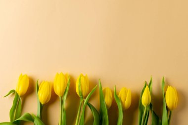 Sarı arkaplanda kopya alanı olan sarı laleler. Anneler Günü, doğa ve bahar konsepti.