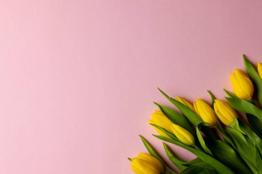Image of yellow tulips with copy space on pink background. Mothers day, nature and spring concept.