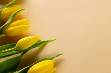 Sarı arkaplanda kopya alanı olan sarı laleler. Anneler Günü, doğa ve bahar konsepti.