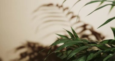 Bej arkaplandaki yeşil yaprakları yavaş çekimde kopyala. Doku, doğa ve şablon.