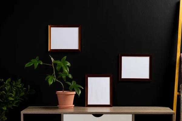 Stock image Brown empty frames with copy space and plants in pots on desk against black wall. Mock up frame template, interior design and decoration.