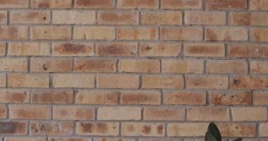 Beyaz zemin üzerinde kopya alanı olan tahta çerçeve ve tuğla duvara dayalı bitki. Çerçeve, ev dekorasyonu ve iç tasarım konsepti.