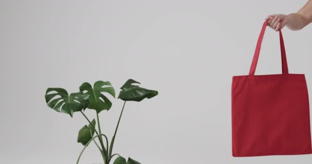 Χέρι Καυκάσιας Γυναίκας Που Κρατά Κόκκινη Τσάντα Φυτό Λευκό Φόντο — Αρχείο Βίντεο