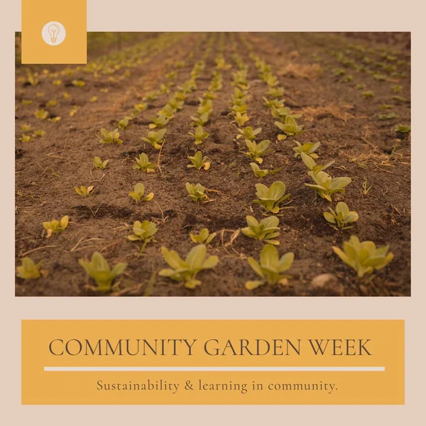 Composition of community garden week text over rows of seedlings. Community garden week, gardening and leisure time concept digitally generated image.