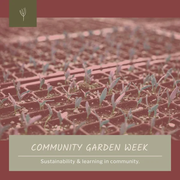 Composition of community garden week text over rows of seedlings. Community garden week, gardening and leisure time concept digitally generated image.