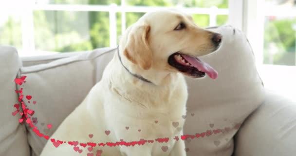 Animación Corazones Sobre Perro Mascota Sentado Sofá Estilo Vida Animales — Vídeo de stock