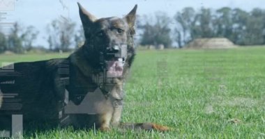 Çimlerin üzerindeki köpek üzerinde veri işleme animasyonu. Hayvan, dijital arayüz ve veri işleme konsepti dijital olarak oluşturulmuş görüntü.
