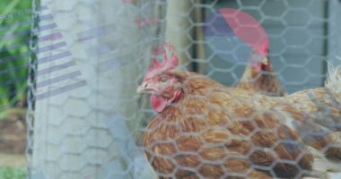 Kümes hayvanları çiftliğinde kafese kapatılmış tavuklar üzerindeki bilgi arayüzü animasyonu. Dijital bileşik, çoklu maruz kalma, küresel, ilerleme, rapor, iş, hayvan, gıda ve çiftlik hayvanı kavramı.