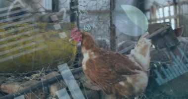 Tavuk yürüyüşü üzerine bilgi arayüzü ve kümes hayvanları çiftliğinde kafesteki domuzların animasyonu. Dijital bileşik, çoklu maruz kalma, küresel, ilerleme, rapor, iş, hayvan, gıda ve çiftlik hayvanı kavramı.