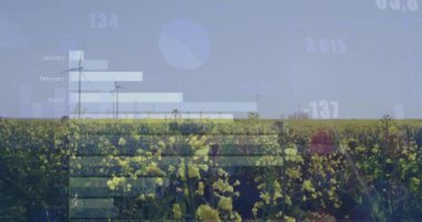 Çiçek tarlaları ve dönen yel değirmenleriyle istatistiksel veri işleme animasyonu. İş verileri ve yenilenebilir enerji teknolojisi kavramı
