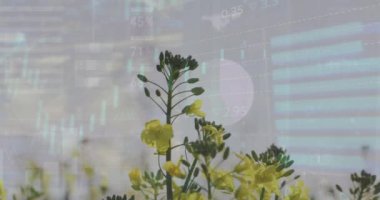 Borsa animasyonu ve çiçek tarlaları üzerinde gri gökyüzüne karşı istatistiksel veri işleme. Küresel ekonomi ve iş veri teknolojisi kavramı