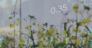 Çiçek tarlalarına ve çayırlarda dönen yel değirmenlerine karşı işlenen borsa verilerinin animasyonu. Küresel ekonomi ve yenilenebilir enerji teknolojisi kavramı