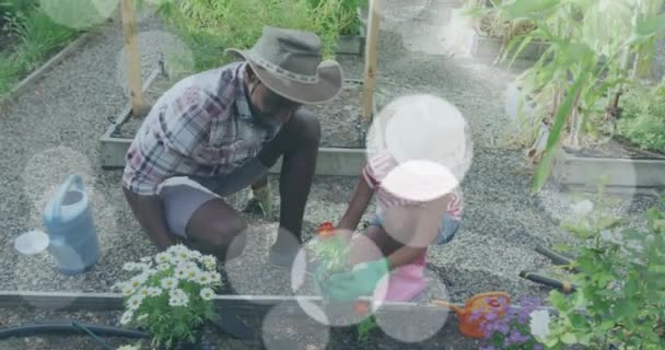 Video Luces Azules Sobre Hombre Niña Biraciales Que Trabajan Jardín — Vídeo de stock