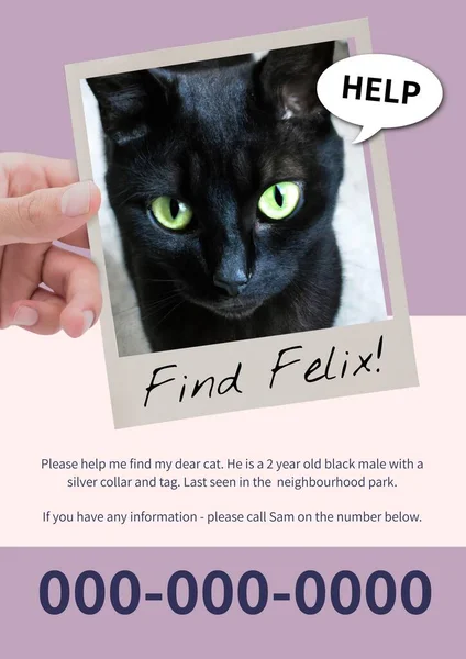 Siyah Kedi Yavrusunun Kayıp Posterinin Birleşimi Felix Bulmak Bilgi Numara — Stok fotoğraf